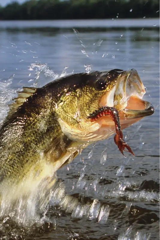 Largemouth Bass Fishing