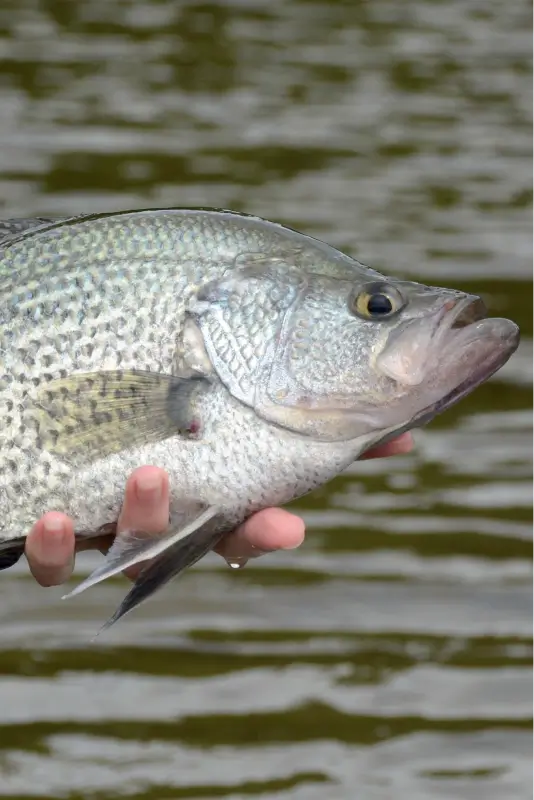 Black Crappie Fishing Guide S