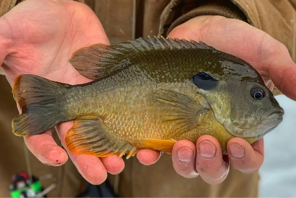 Bluegill Fishing Guide