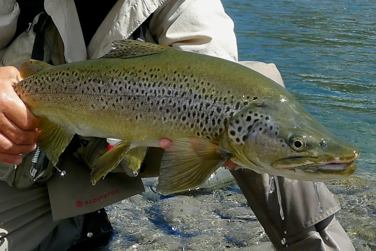 Brown Trout Fishing Guide