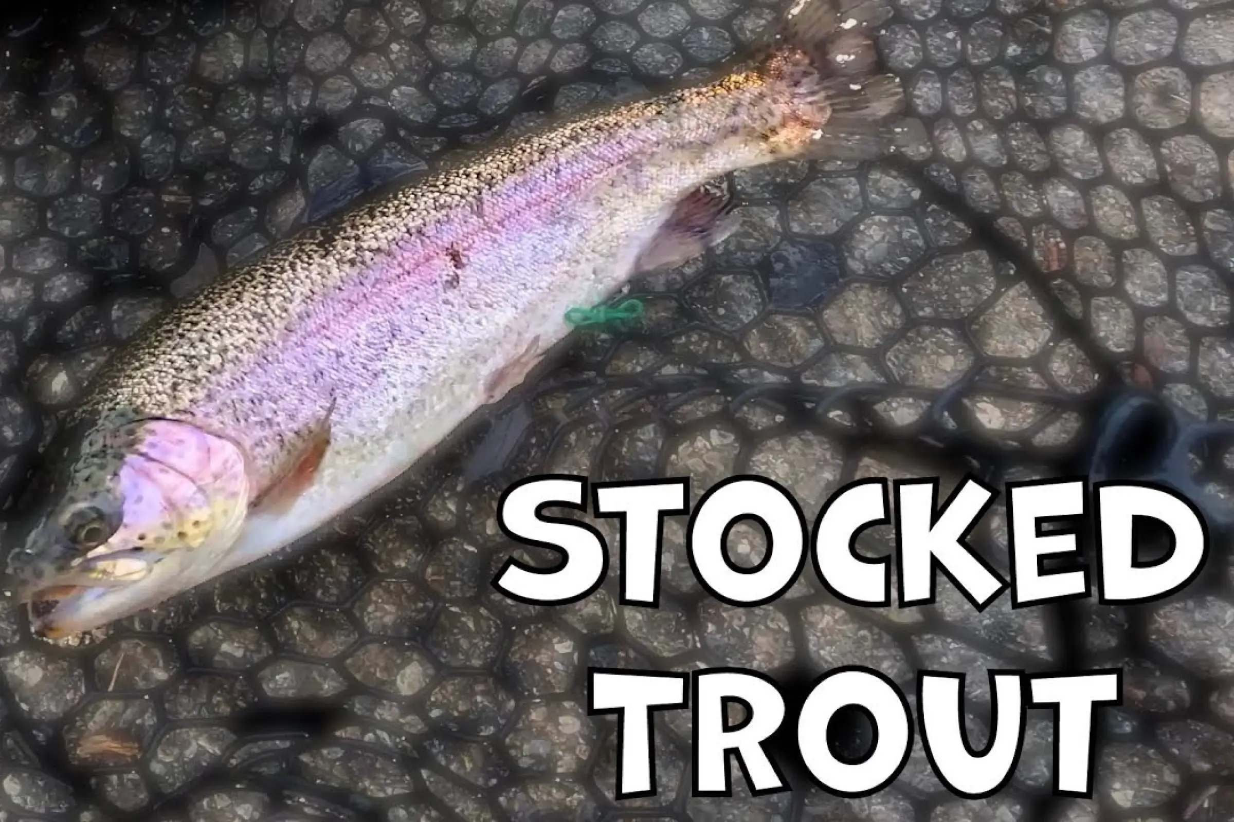 Irvine regional park lake fishing tips report guide california 03