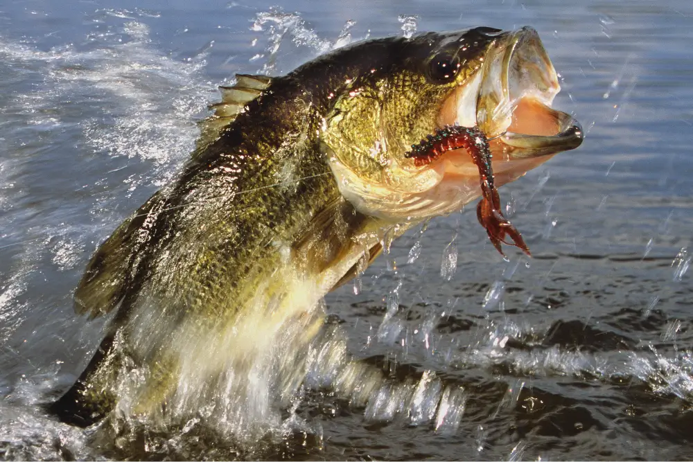 Largemouth Bass Fishing Guide