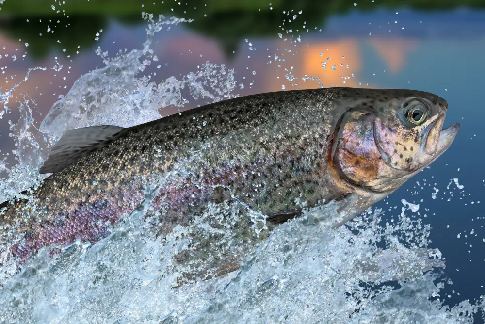 Rainbow Trout Fishing