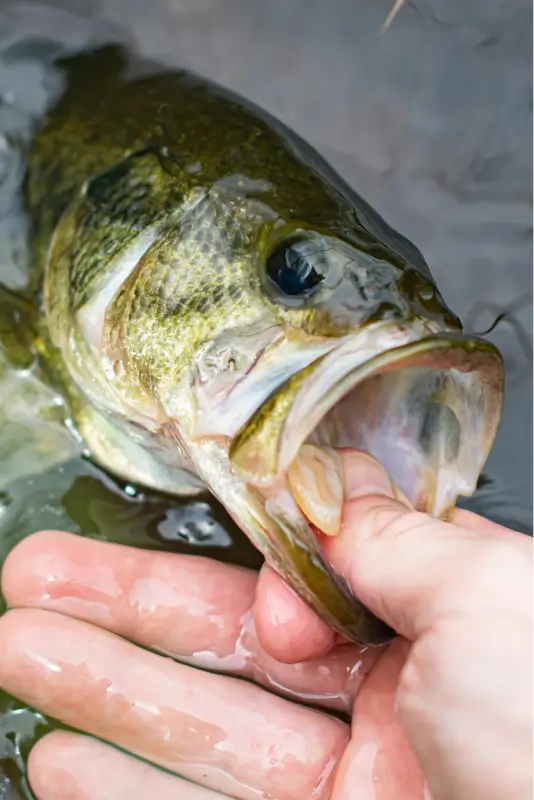 Smallmouth Bass Fishing Guide