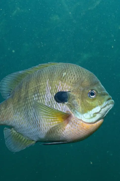 Sunfish Bluegill Fishing Techniques