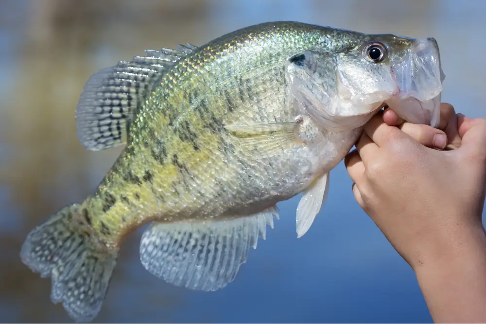 White Crappie Fishing Guide