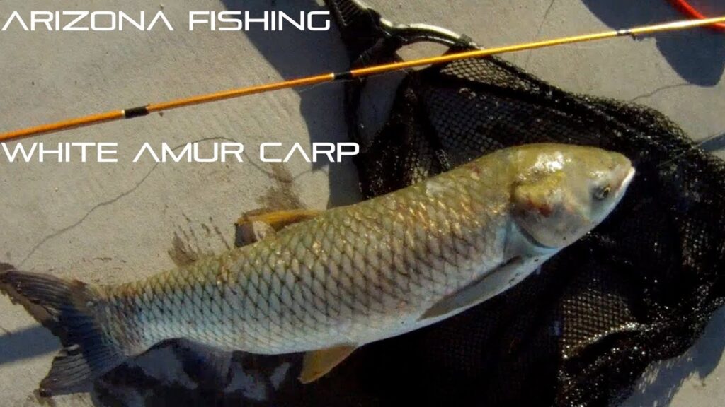 White Amur Fishing Guide