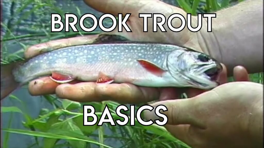 Brook Trout Fishing Guide