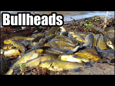 Bullhead Catfish Fishing Guide