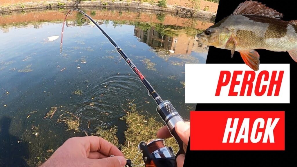 Yellow Perch Fishing Guide