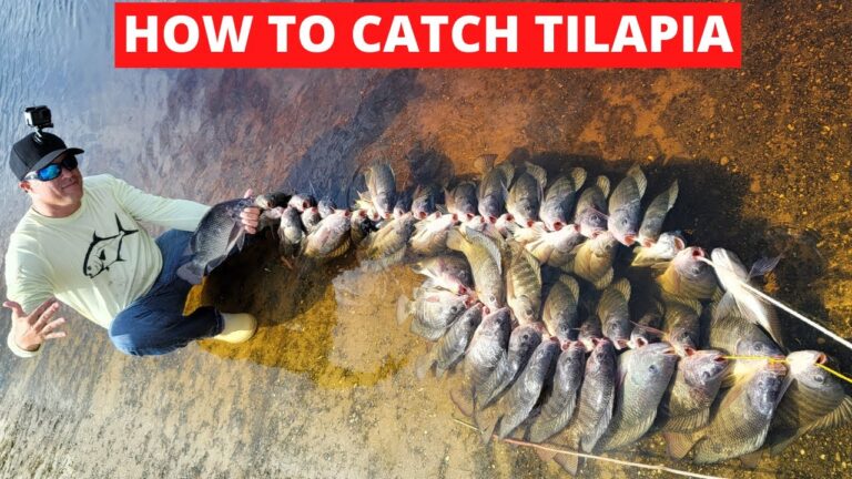 Tilapia Fishing Guide