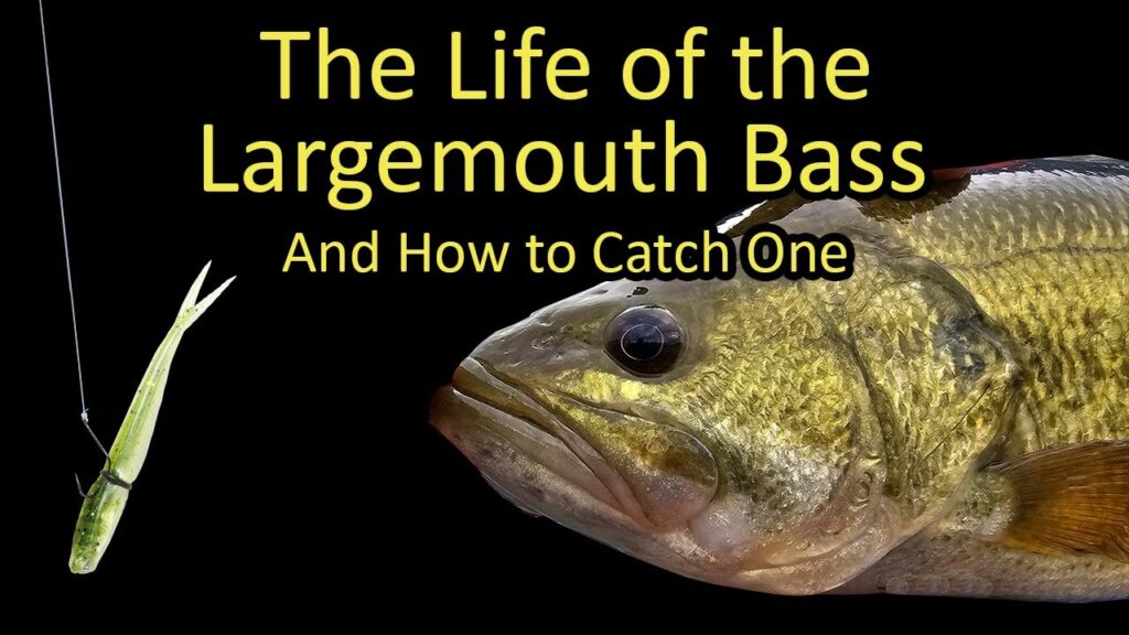 Largemouth bass fishing guide