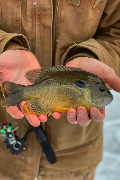 Bluegill Fishing