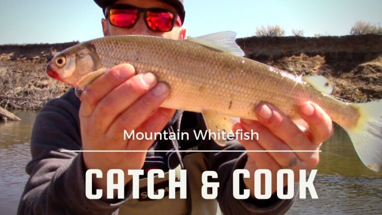 Mountain Whitefish Fishing Guide