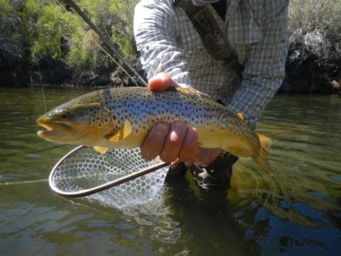 Nelson Reservoir Fishing Guide 🎣 🐟