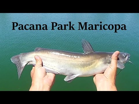 Pacana Pond Fishing Guide