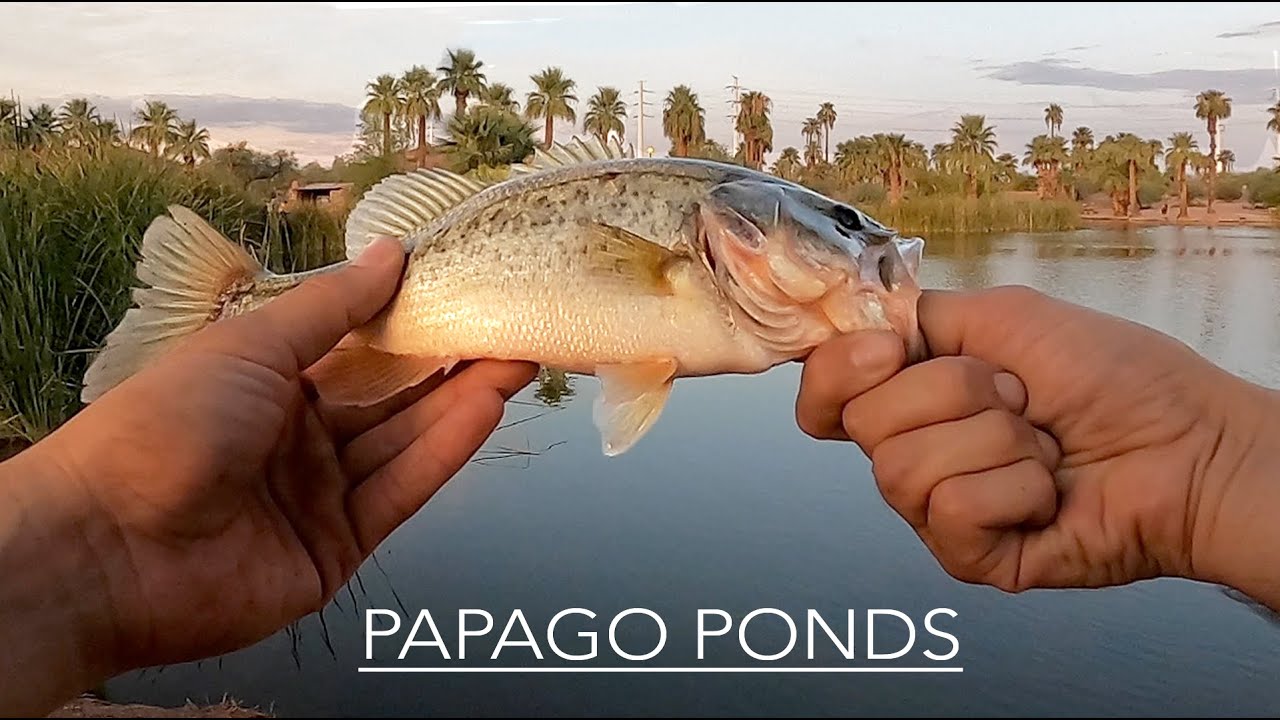 Papago Ponds Fishing Guide