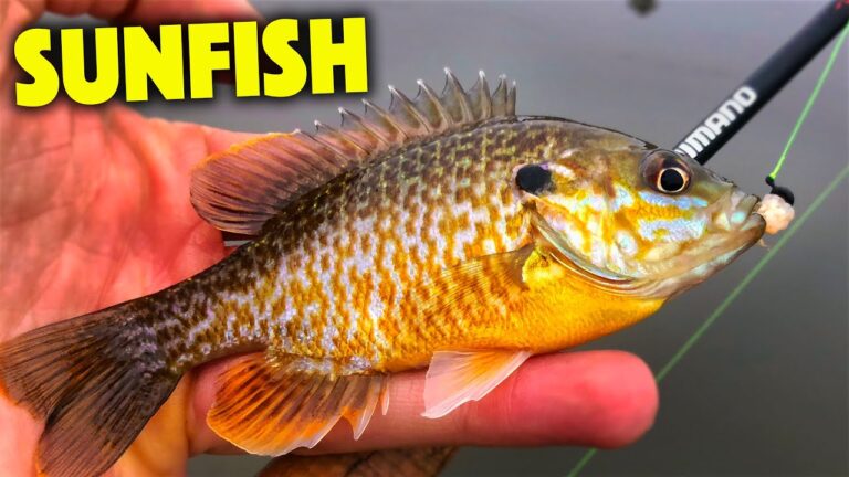 Sunfish Fishing Guide