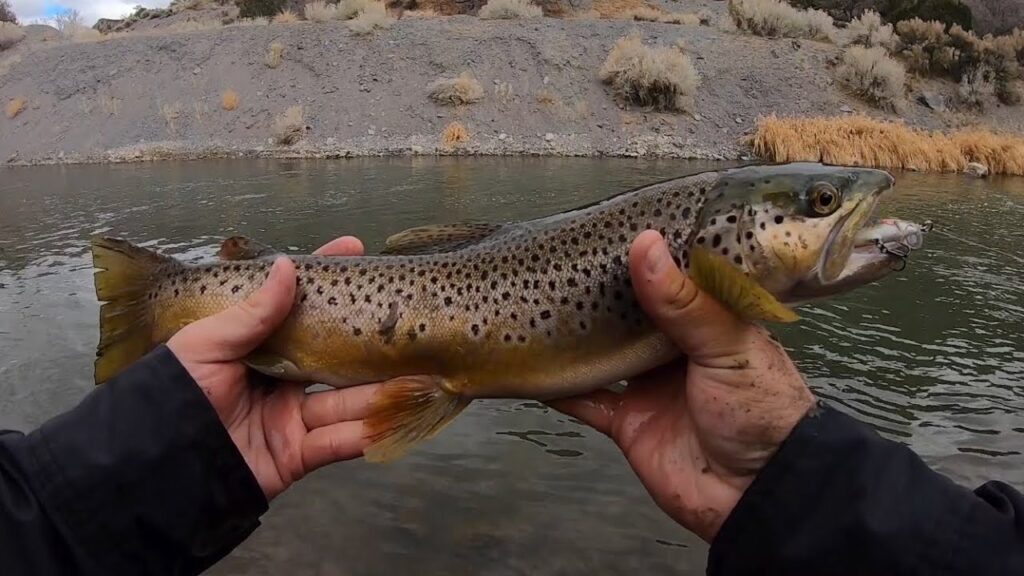 Brown Trout Fishing Guide