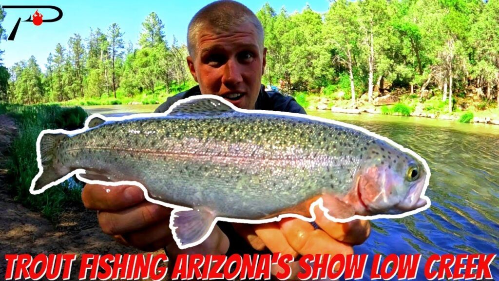 Show Low Creek Fishing Guide