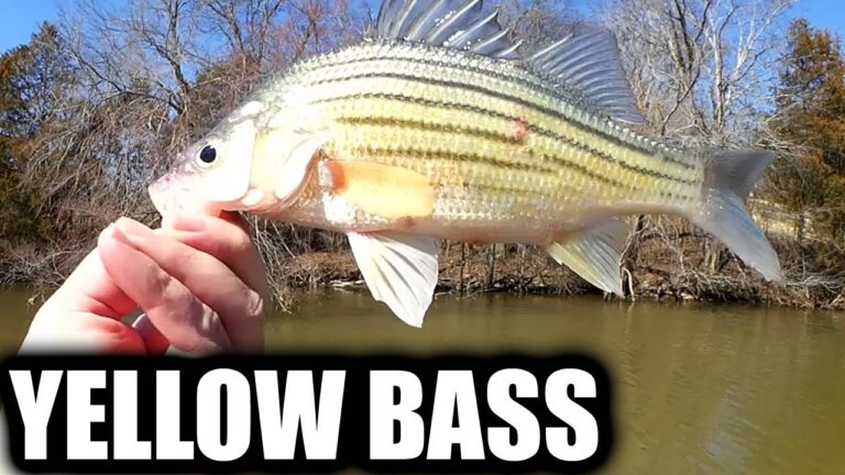 Yellow Bass Fishing Guide