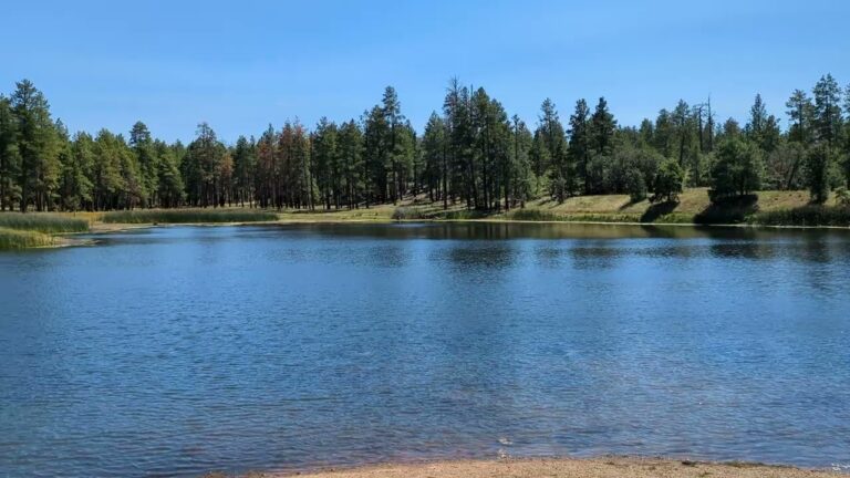 J. D. Dam Lake Fishing Guide 🎣