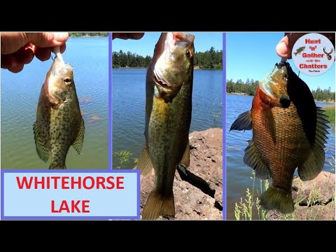 Whitehorse Lake Fishing Guide 🎣