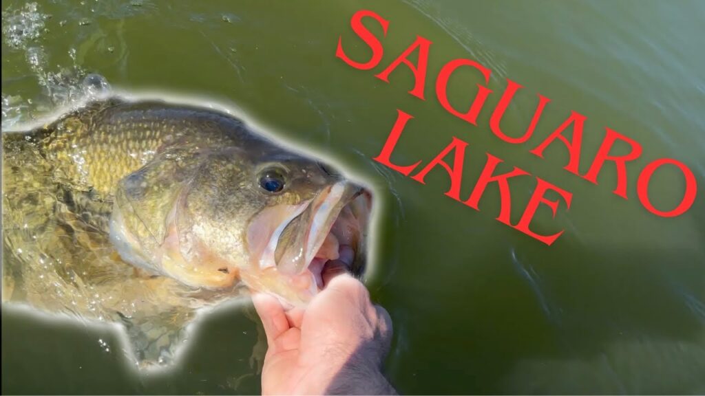 Saguaro lake fishing guide 🎣