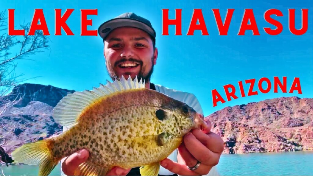 Lake havasu fishing guide 🎣