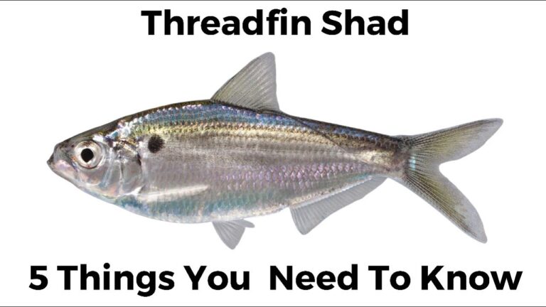 Threadfin shad fishing: essential bait, lures & tackle