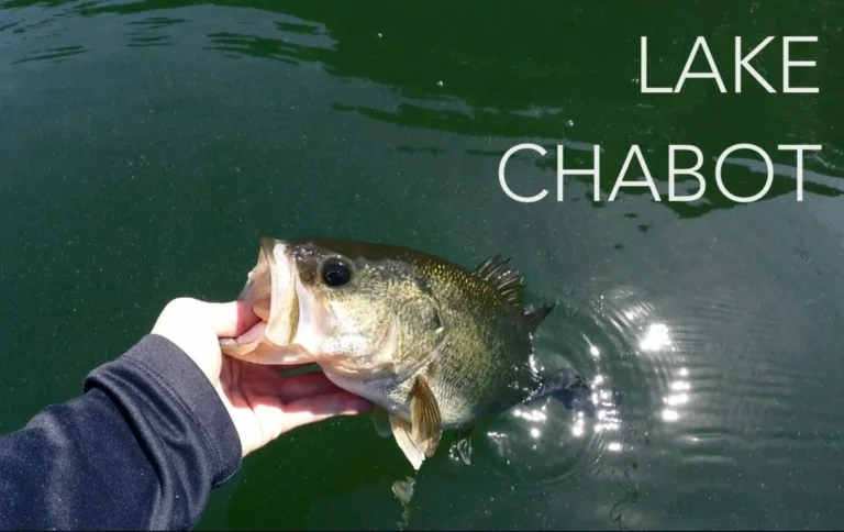 Chabot lake fishing report guide california 01