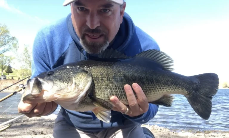 Contra loma reservoir lake fishing report guide california 01