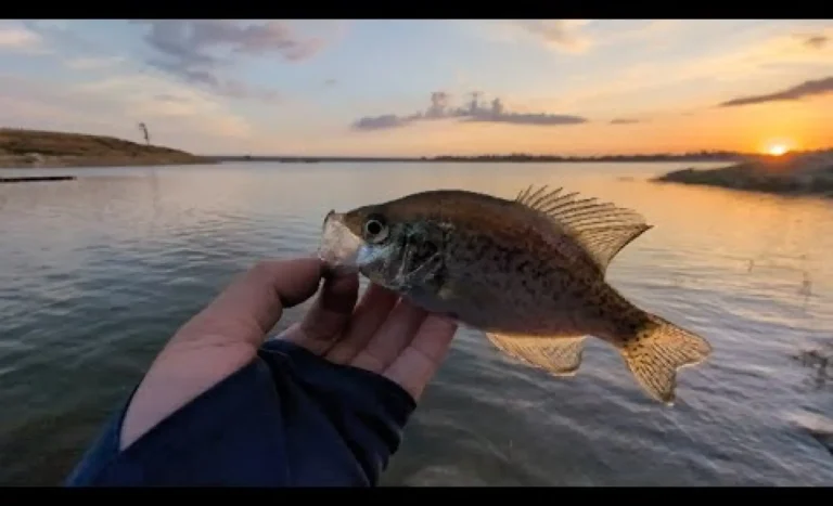 Hensley lake fishing report guide california 01