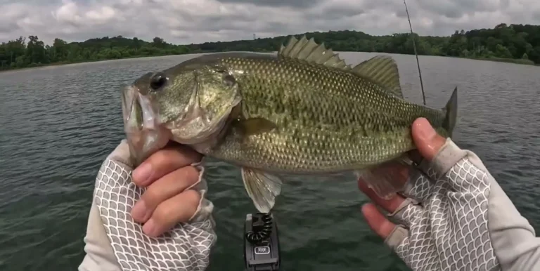 Island lake fishing report guide california 01