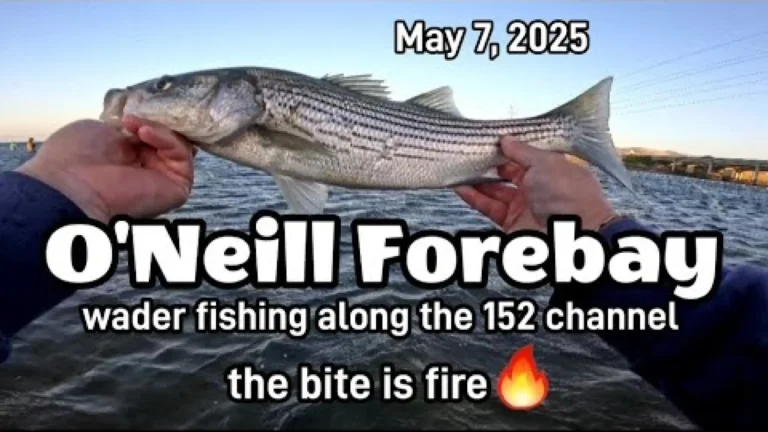 Oneill forebay lake fishing report guide california 01