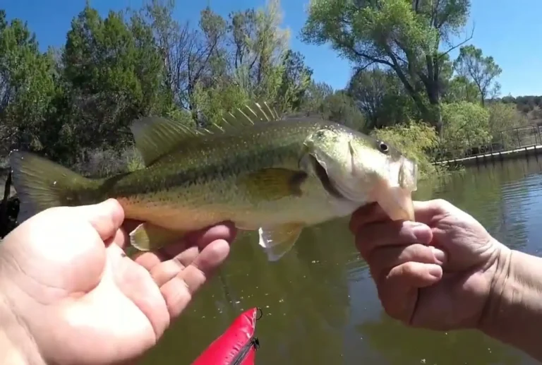 Seneca lake fishing report guide Arizona