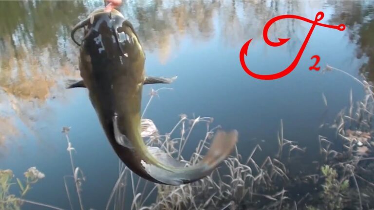 Black bullhead fishing: essential bait, lures & tackle