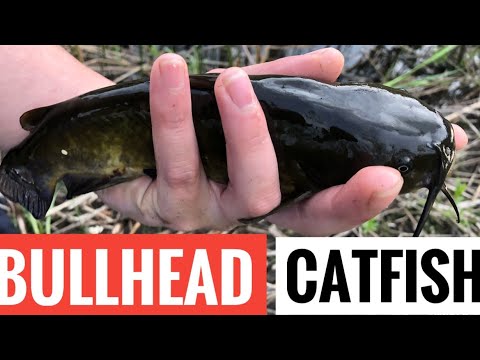 Brown bullhead fishing: essential bait, lures & tackle