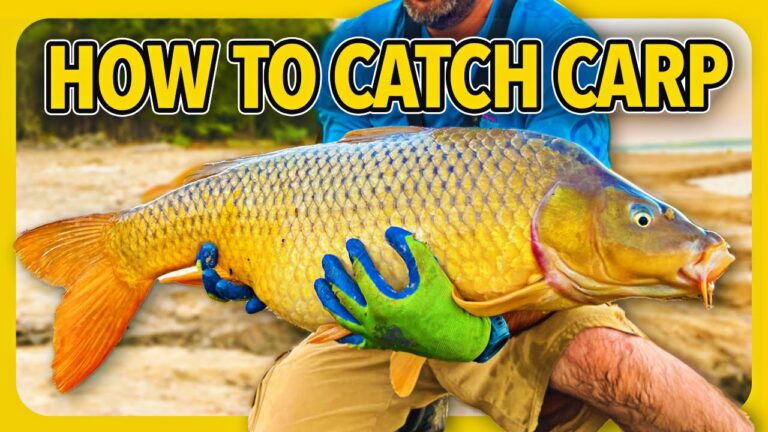 Carp trout fishing: essential bait, lures & tackle