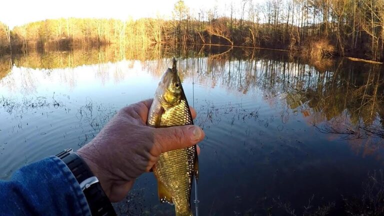 Golden shiner fishing: essential bait, lures & tackle