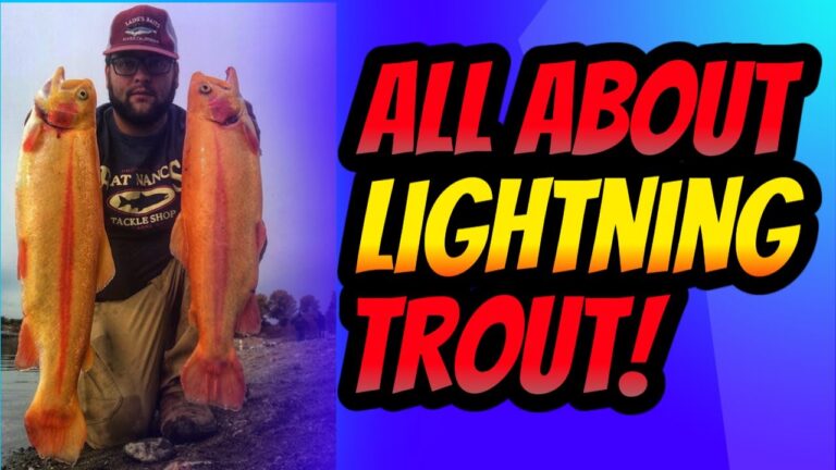 Lightning trout fishing: essential bait, lures & tackle
