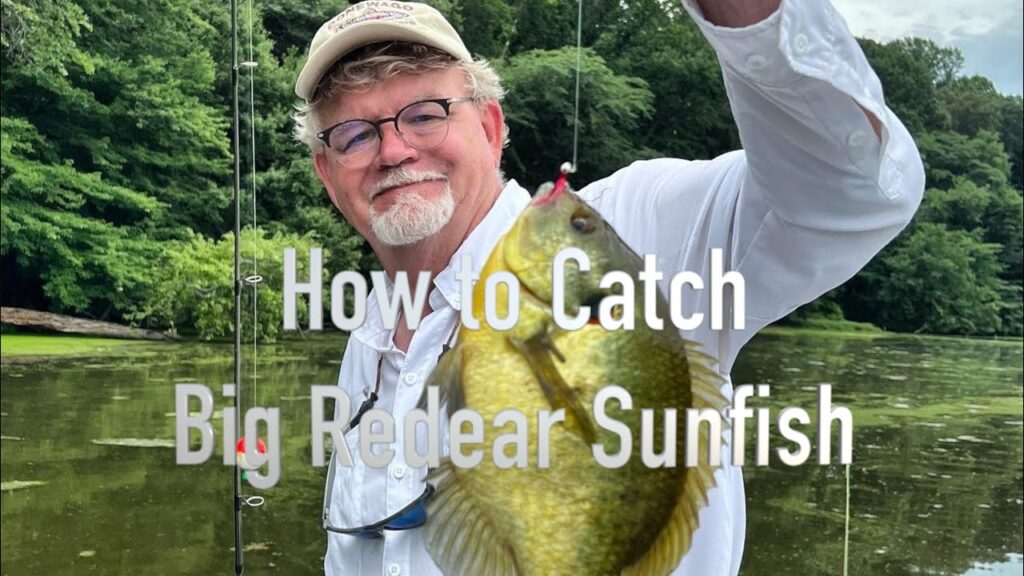 Redear sunfish fishing: essential bait, lures & tackle