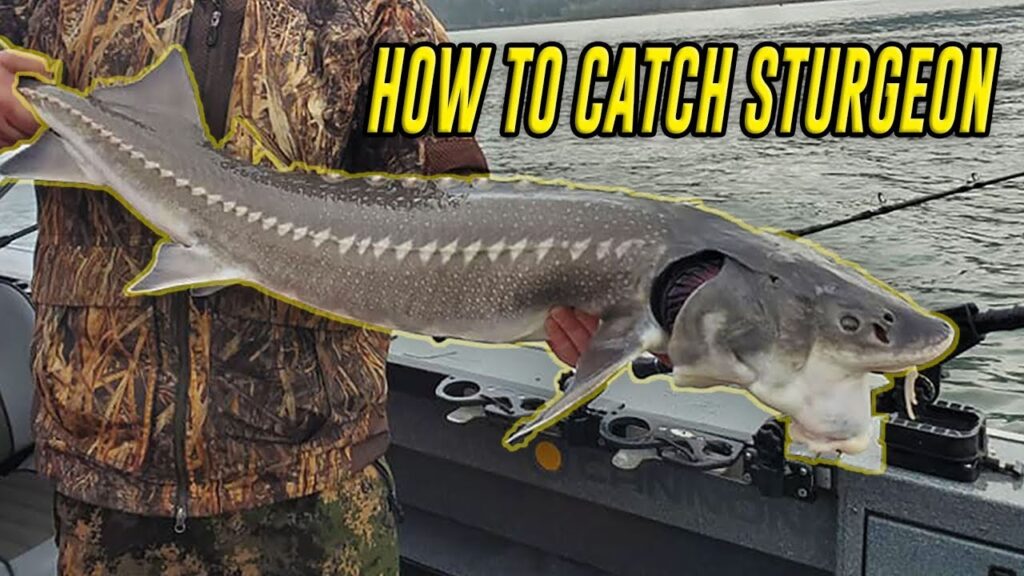 Sturgeon fishing: essential bait, lures & tackle