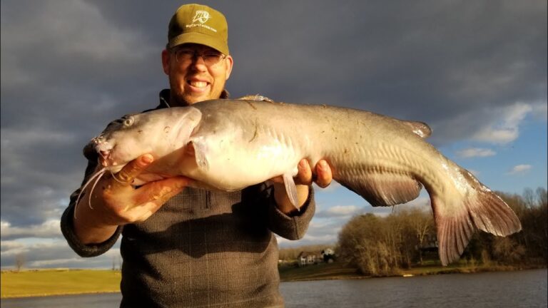 White catfish fishing: essential bait, lures & tackle
