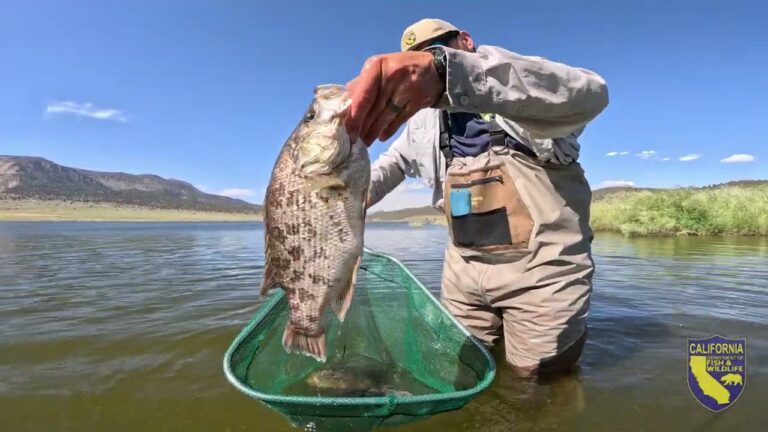Sacramento perch fishing: essential bait, lures & tackle