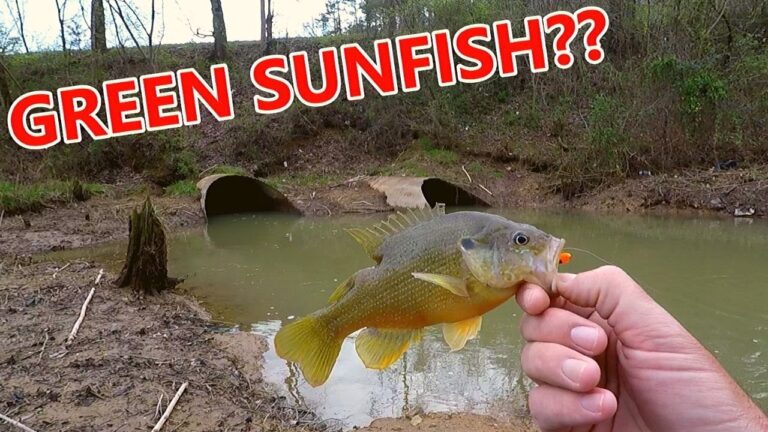 Green sunfish fishing: essential bait, lures & tackle