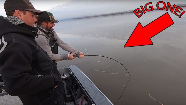 White sturgeon fishing: essential bait, lures & tackle
