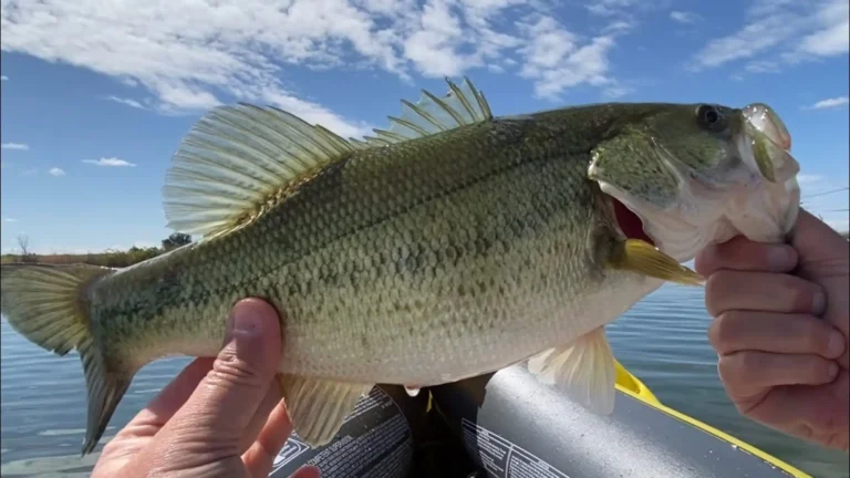 Thermalito afterbay lake fishing report guide california 03