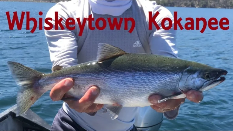 Whiskeytown lake fishing report guide california 01