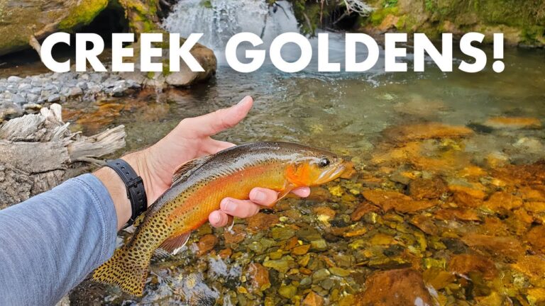 Golden trout fishing: essential bait, lures & tackle